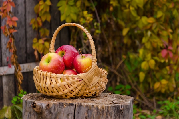 Cesta de mimbre de madera con manzanas rojas jugosas en tocón contra una valla vieja con uvas silvestres