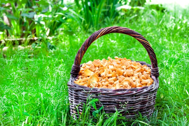 Cesta de mimbre con rebozuelos de setas silvestres sobre fondo verde hierba