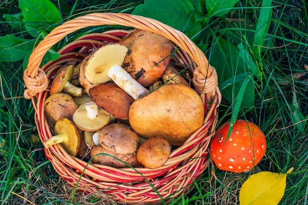 Cesta de mimbre con setas comestibles y amanita tóxica y peligrosa para la salud humana sobre hierba. Setas recién cosechadas. Setas del bosque