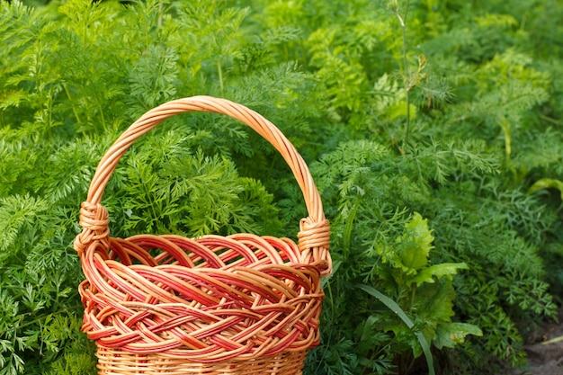 Foto cesta de mimbre vacía con planta verde que crece en una cama de jardín en el fondo.