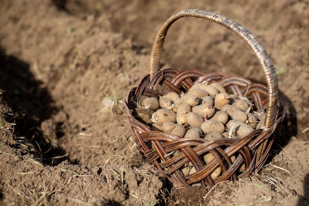 cesta de patatas de siembra en tierra cultivada