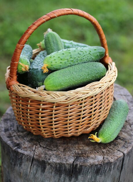 Cesta de pepinos en un tocón.