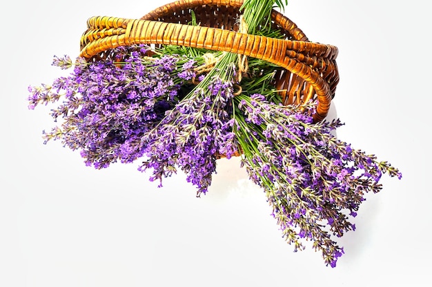 Cesta con ramo de plantas de flores de lavanda aislado sobre fondo blanco.