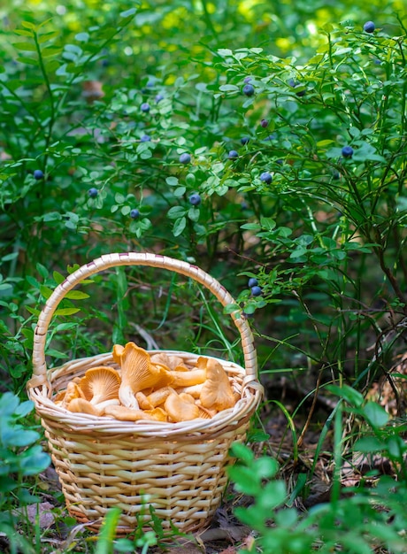 cesta de setas en el bosque