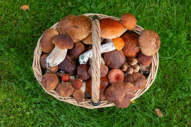 Cesta con setas comestibles sobre la hierba regalo del bosque para el almuerzo