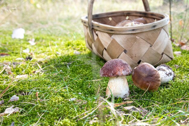 Cesta de setas frescas de otoño Cesta con setas comestibles Boletus edulis