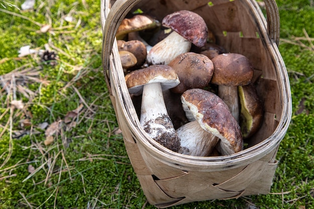 Cesta de setas frescas de otoño Cesta con setas comestibles Boletus edulis