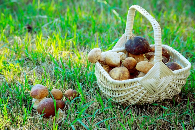 Cesta con setas porcini sobre la hierba. Temporada de recolección de setas.