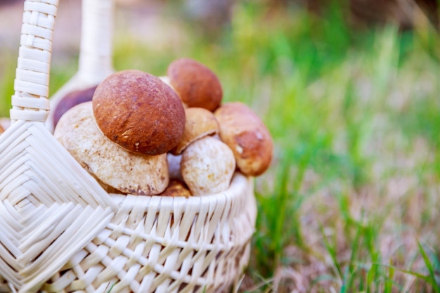 Cesta con setas porcini sobre la hierba. Temporada de recolección de setas.