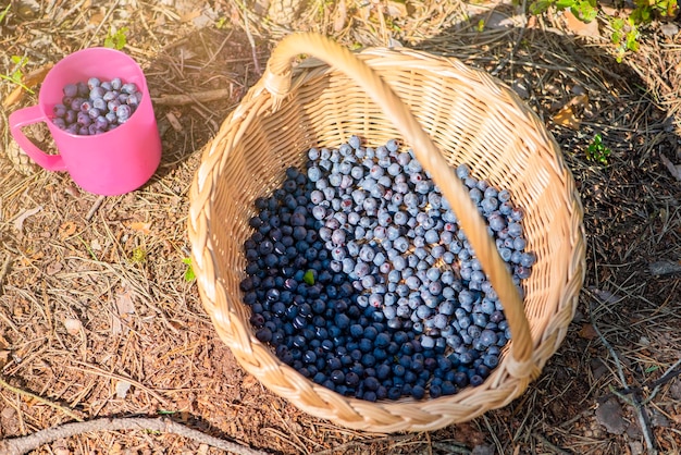 Cesta de temporada de recolección de arándanos con arándanos maduros en el bosque una taza llena de bl salvaje jugoso maduro