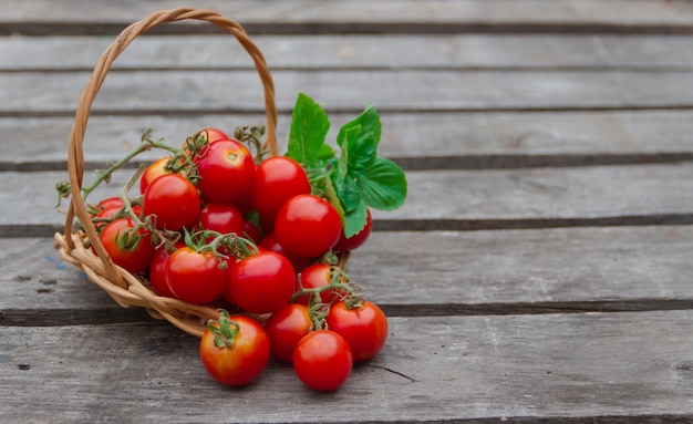 cesta con tomates cherry frescos del huerto ecológico