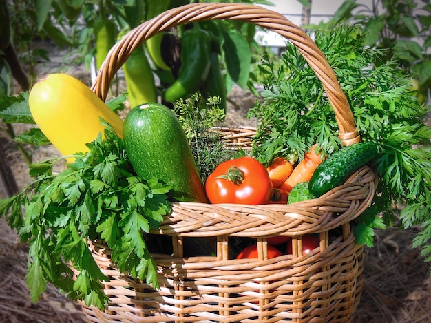 Cesta con verduras de huerta y cosecha de verduras.