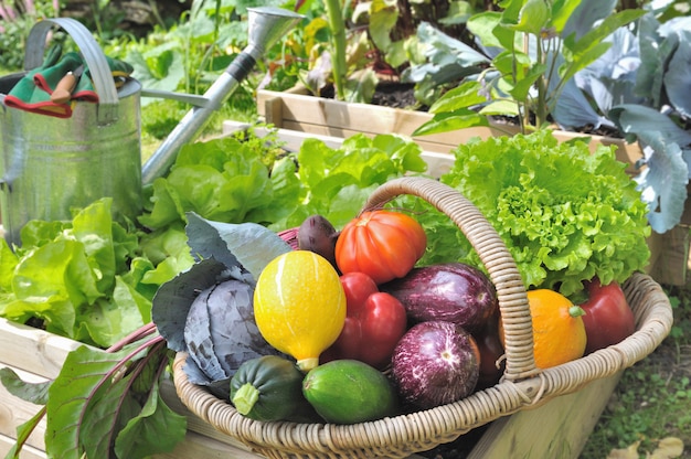 Cesta de verduras en el jardín.