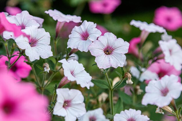 Cestas colgantes de flores de petunia