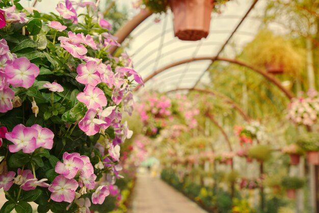 Foto cestas de colgar hermosas flores en túnel arqueado.