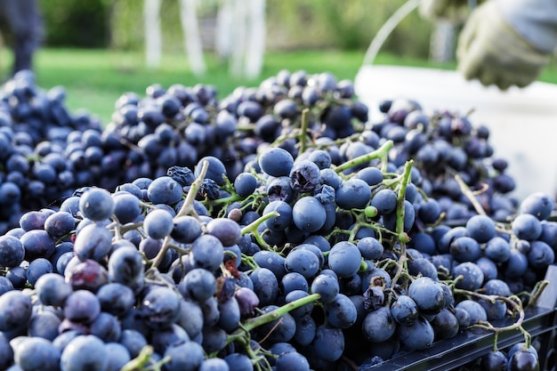 Cestas de cachos maduros de uvas pretas ao ar livre. Colheita de uvas de outono em vinhedo na grama pronta para entrega para vinificação. Cabernet Sauvignon, Merlot, Pinot Noir, Uva Sangiovese sortida em caixas