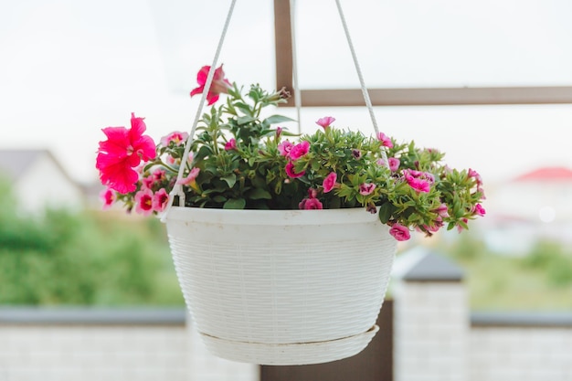 Cestas con flores de petunia colgantes en la veranda Flor de petunia en una maceta colgante petunia rosa