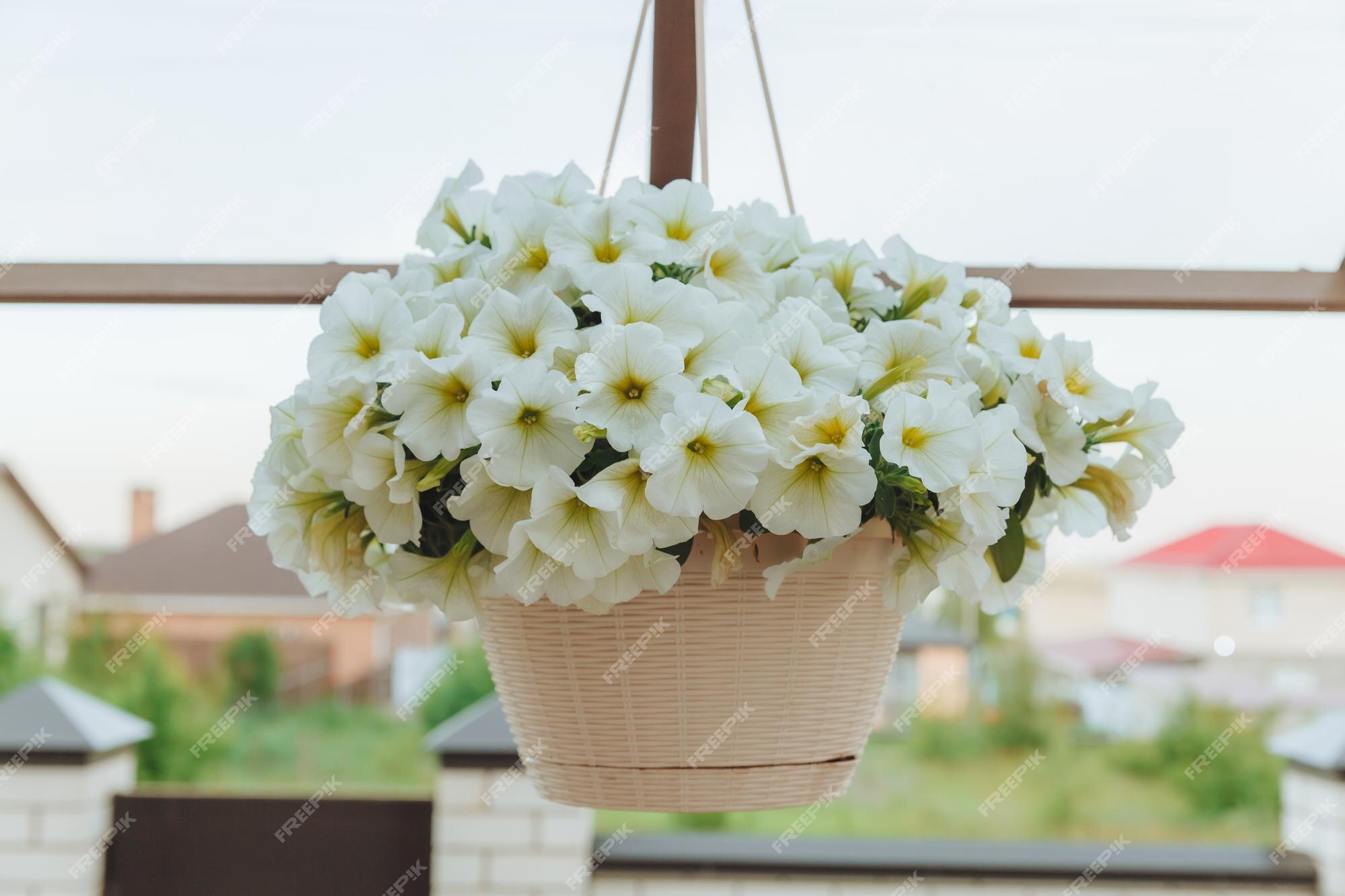 Cestas flores de petunia colgantes en la veranda flor petunia en petunia blanca colgante | Foto Premium