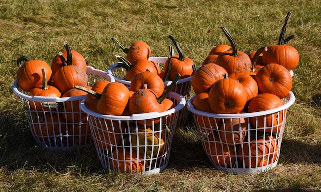 Cestas llenas de calabazas