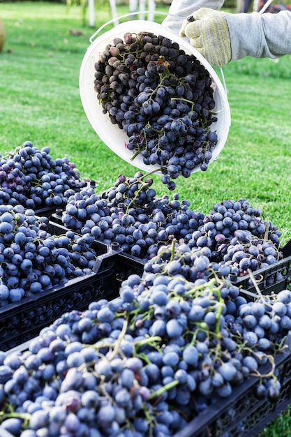 Cestas de racimos maduros de uvas negras al aire libre