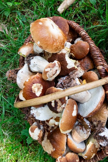 Foto cesto de vime cheio de cogumelos porcini colhidos na floresta no outono
