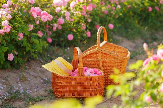 Foto cesto con flor de rosas rosas de aceite.