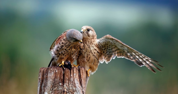 Cestrel macho e fêmea brigando por um rato