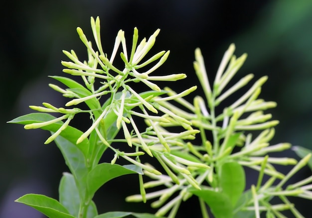 Foto cestrum nocturnum ou hasna hena do sudeste da ásia