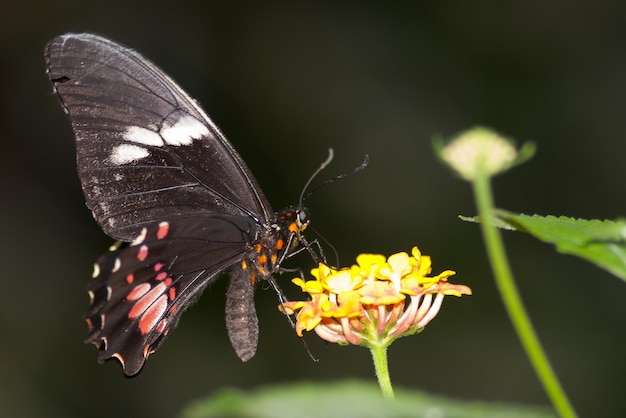 Cethosia biblis es una mariposa de la familia Nymphalidae