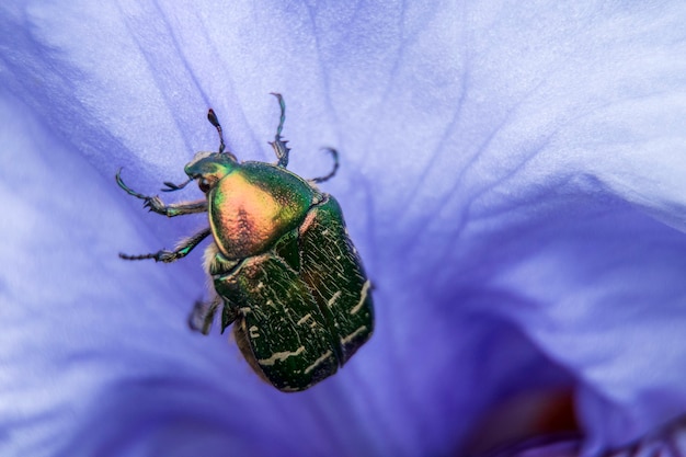 Cetonia aurata e pétala roxa