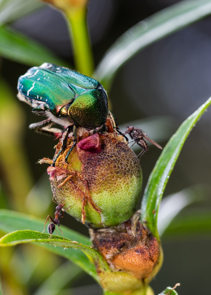 Foto cetonia aurata. escarabajo, mosca y hormiga, en su entorno natural.