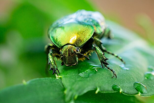 Cetonia aurata folha verde