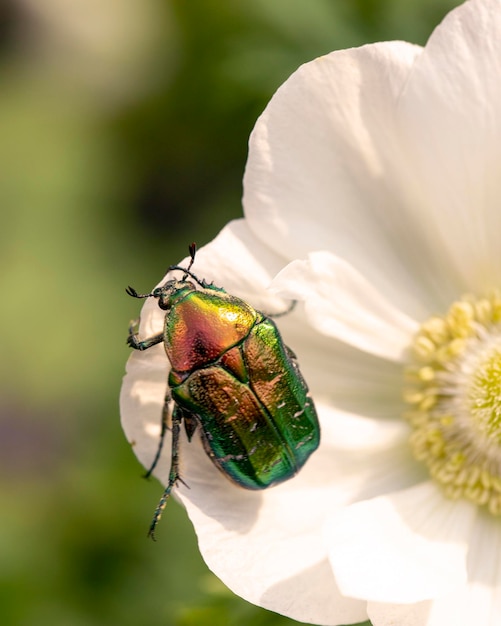 Cetonia aurata goldener Käfer auf weißen Anemonenblumen Schönheit der Natur