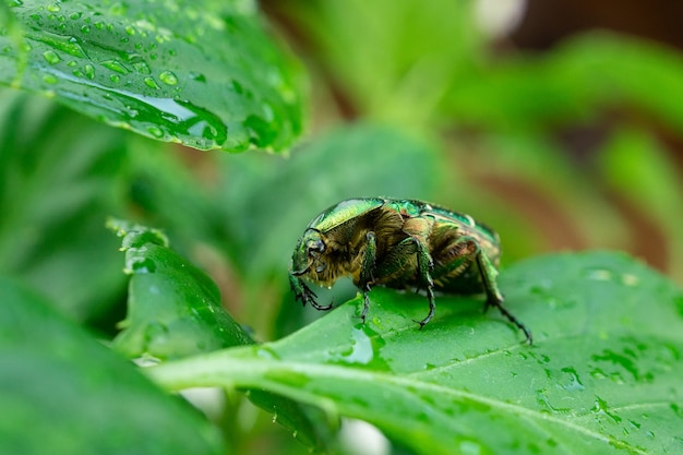 Cetonia aurata hoja verde