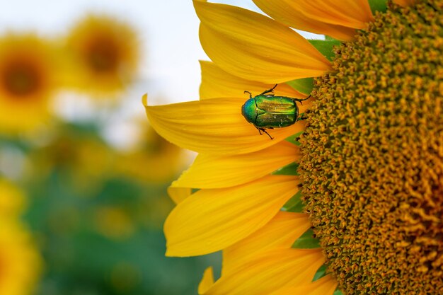 Cetonia aurata llamada rose chafer o green rose chafer un escarabajo en pétalos de flores de girasol