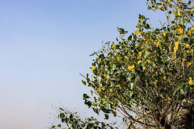 Céu azul brilhante sobre a figueira envelhecida com espaço de cópia