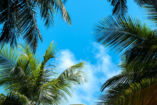 Céu azul com algumas nuvens e palmeiras