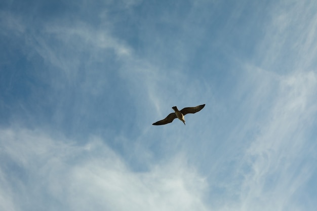 Céu azul com lindas nuvens e gaivota