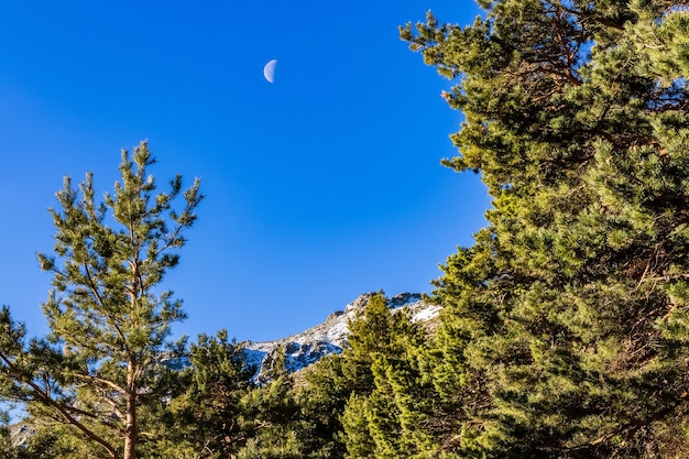 Céu azul com meia-lua de dia e árvores verdes. La Morcuera, Madrid.