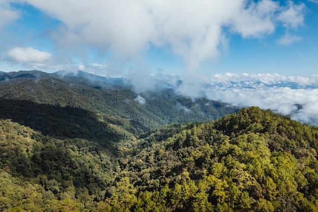 Céu azul com nuvens floresta verde pela manhã