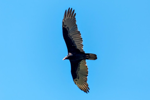 Céu azul com pássaro urubu voando Cathartes aura grande pássaro preto voando