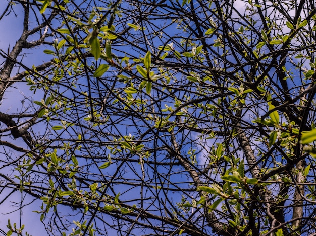 Céu azul da mola com folhas verdes. Fundo da natureza.