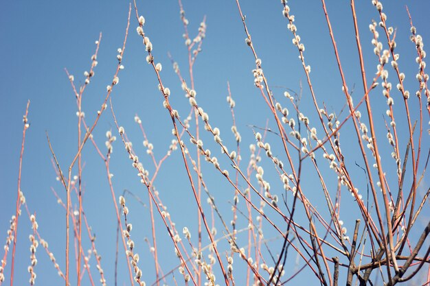 Céu azul de florescência do salgueiro. filiais de florescência frescas agradáveis do salgueiro de bichano na mola adiantada.