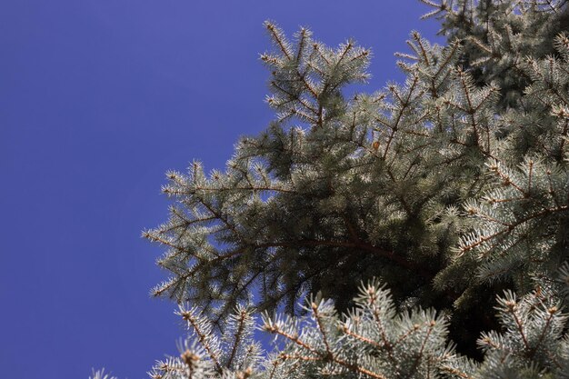 Céu azul de fundo e natureza fechada da árvore de Natal