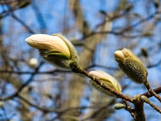 Céu azul de primavera e flores brancas de magnolia kobus