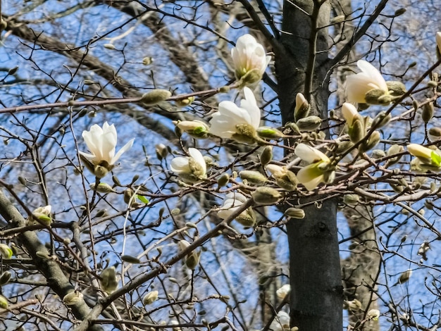 Céu azul de primavera e flores brancas de magnolia kobus