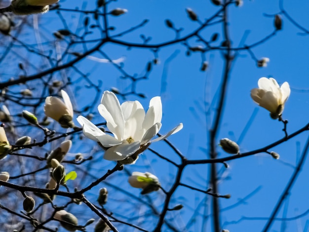 Céu azul de primavera e flores brancas de magnolia kobus