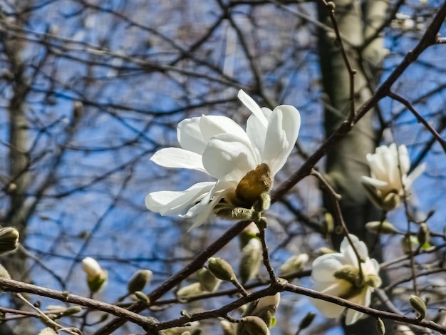 Céu azul de primavera e flores brancas de magnolia kobus