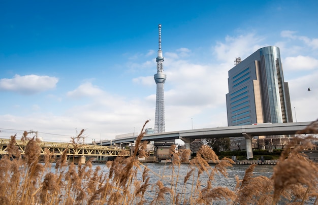 Céu azul de Tokyo Skytree