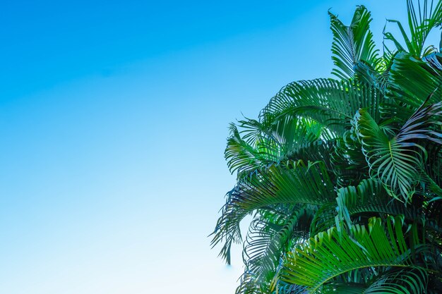 Céu azul de verão e fundo de coqueiros